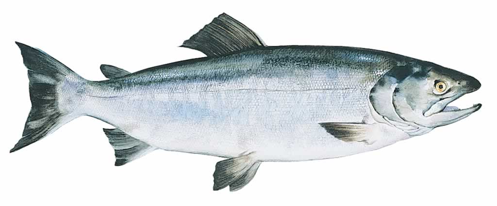 Salmon Chinook